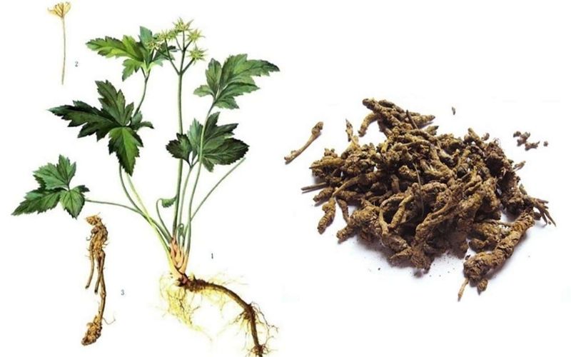 Hoàng liên là một thảo dược được sử dụng trong các bài thuốc Đông y