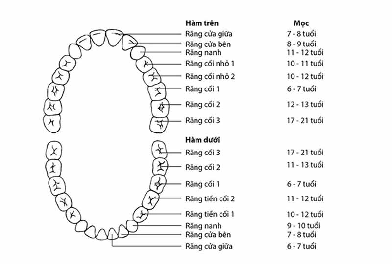 Quy trình mọc răng vĩnh viễn ở trẻ