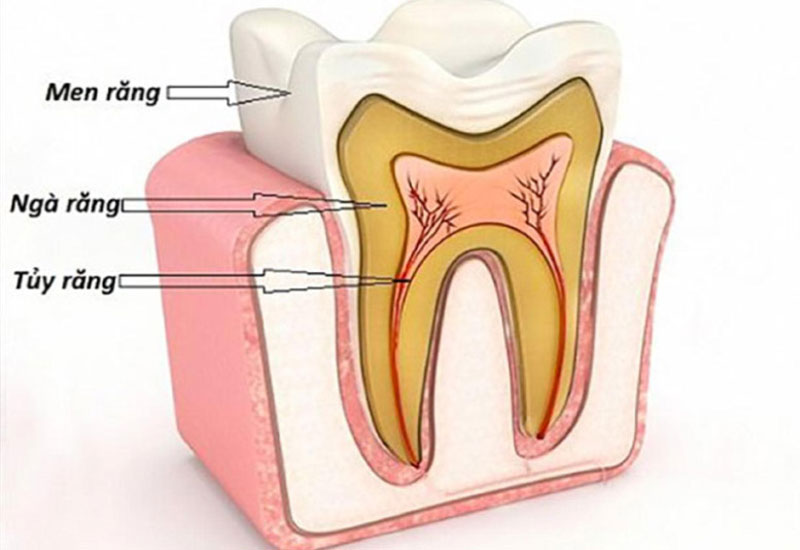 Tủy răng là phần quan trọng cung cấp dinh dưỡng để nuôi răng