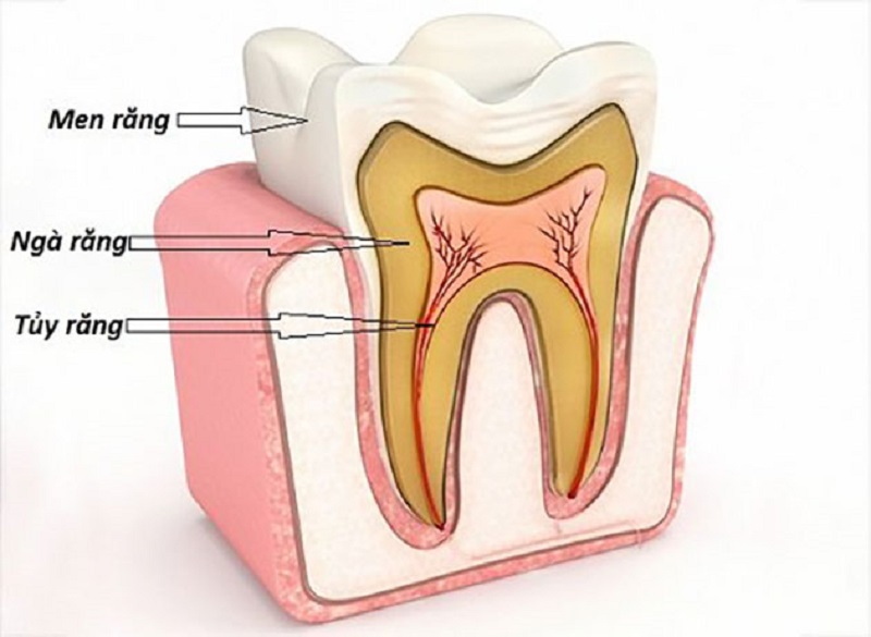 Cấu tạo giống như những chiếc răng khác trên cung hàm