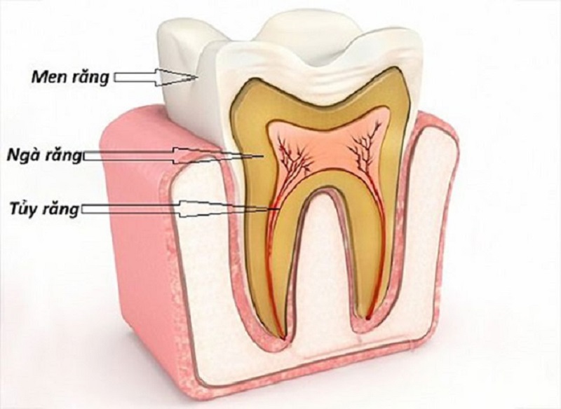 Răng nanh có cấu tạo giống như những chiếc răng khác