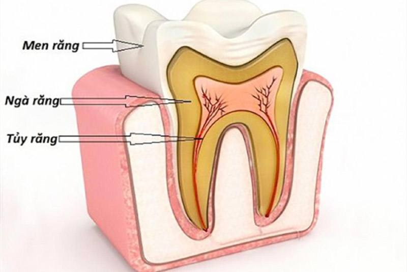 Tủy răng đóng vai trò vô cùng quan trọng, là sự sống của răng