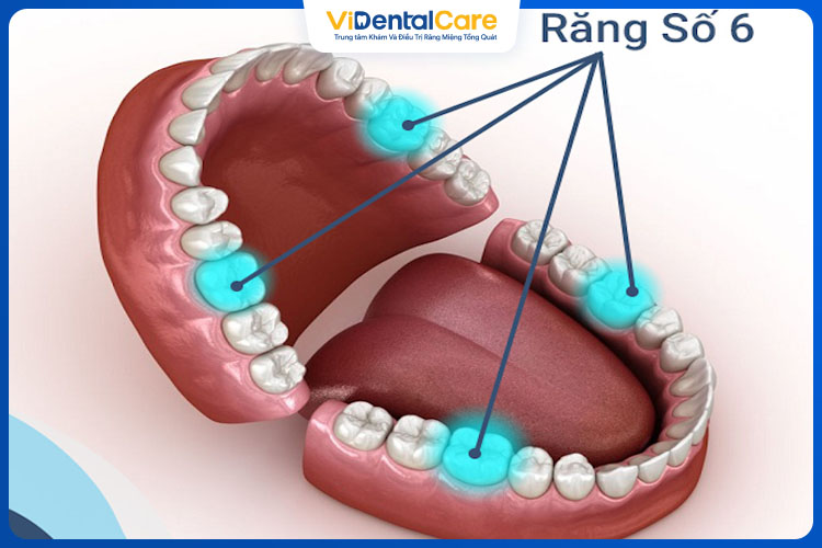 Việc nhổ răng số 6 có thể tiềm ẩn nguy hiểm